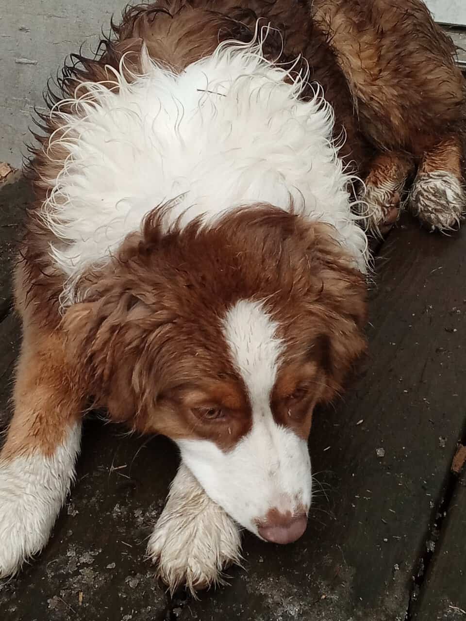 Australian Shepherd