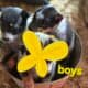 Blueheeler pups