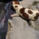 Miniature dachshunds for sale