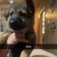 Right in time for Christmas 🎄 German Shepherd bab