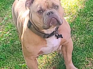 American pocket bullies puppies