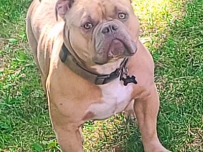 American pocket bullies puppies
