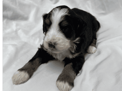 Male Bernedoodle Puppy Ace
