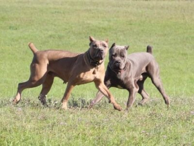 Cane corso