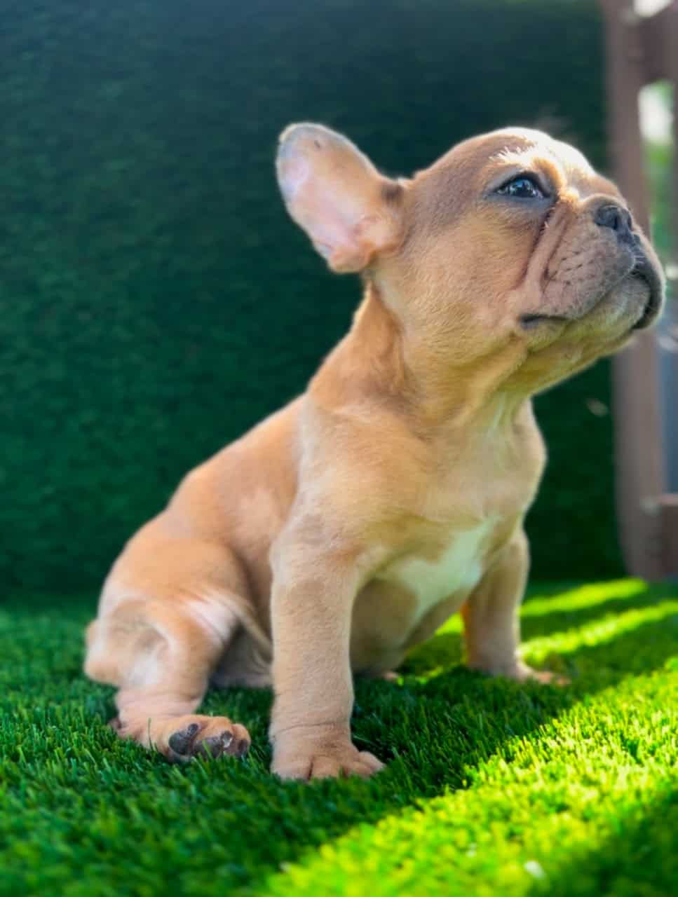 Male Frenchie | PetClassifieds.com