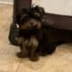 For sale Yorkie