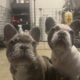 AKC French Bulldog Puppies