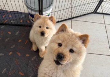 Chow Chow puppies