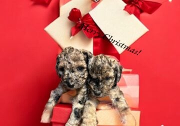 Christmas Ready F1BB Merle Labradoodles
