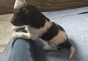 AKC Moyen Poodles