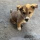 Puppies for rehome