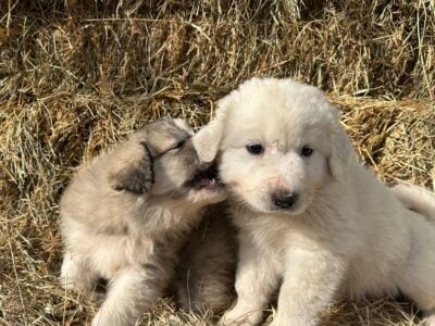 Anatolian Pyrenees Pups