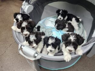 Miniture Schnauzer Puppies