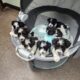 Miniture Schnauzer Puppies