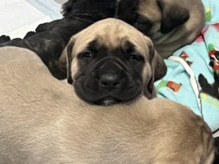 Puppies- English Mastiff