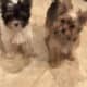 For sale Yorkie