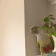 Cinnamon Conure