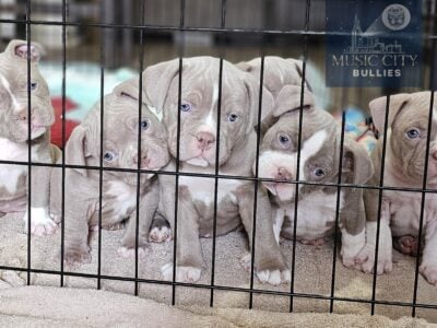 K2 Beef American Bully