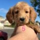 Lovely Goldendoodle Puppies!