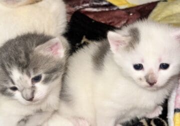 10 weeks old kittens need rehome
