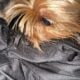Yorkie