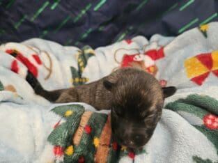 Dutch Shepherd Puppies