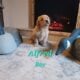 Purebred Golden Retriever Pups