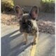 Female French Bulldog