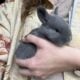 Rare Silver Fox Rabbit Kits