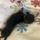 Xmas Miniature Dachshund Puppies