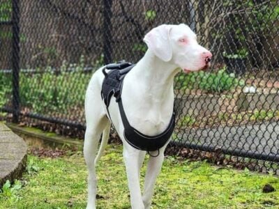 Purebred great dane