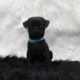 Frug Male Puppy