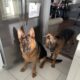 Female German Shepherd 1 year-olds