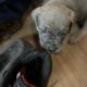 AKC cane Corso‘s