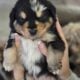 Aussie pups