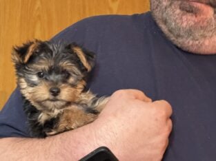 Yorkie