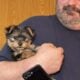 Yorkie