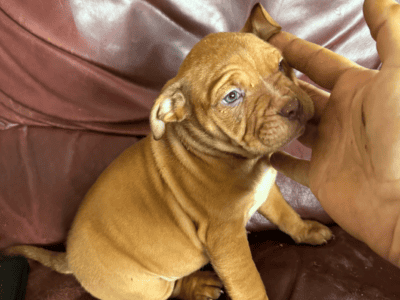 Pocket bully