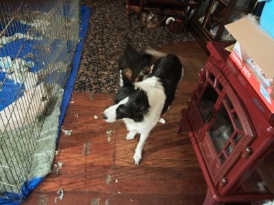 Christmas Puppies