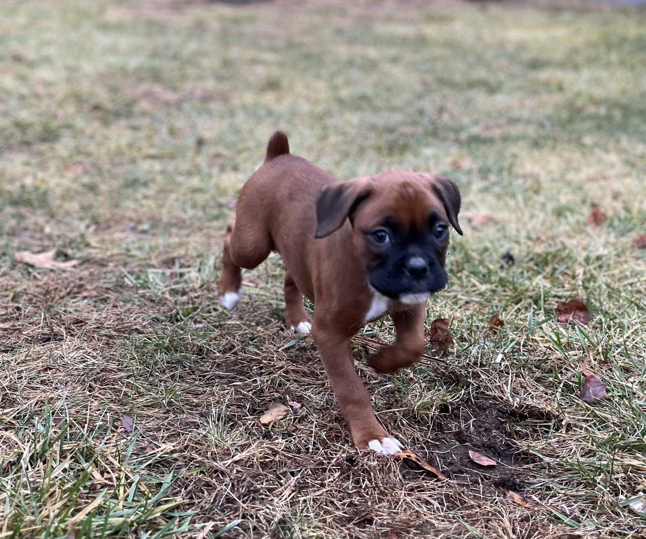 Beautiful boxer puppies petclassifieds
