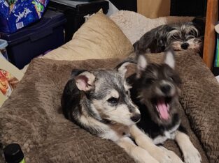 Dog mixed husky/Schnauzer 1 male, 1 female