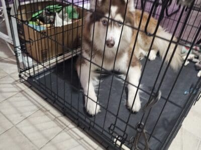 ECHO!