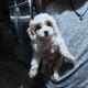 cavapoo