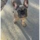 Female French Bulldog