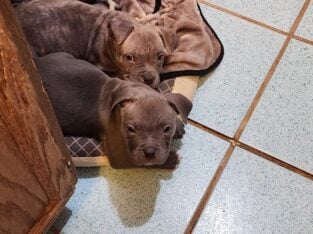 Pit bull pups