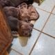 Pit bull pups