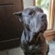Cane corso puppy