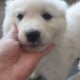 Great Pyrenees Puppies