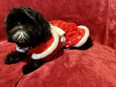Shihtzu AKC Female Standard