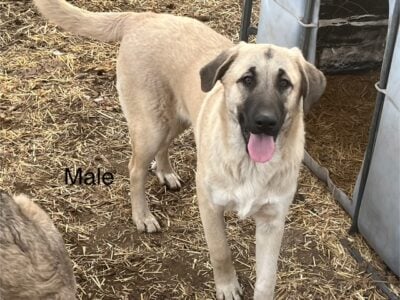 Anatolian Shepherd x Great Pyrenees